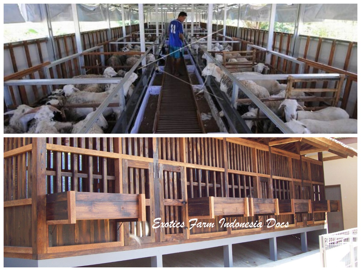 Lebih Higienis dan Fungsional! 11 Desain Kandang Kambing Modern untuk Produktivitas Optimal