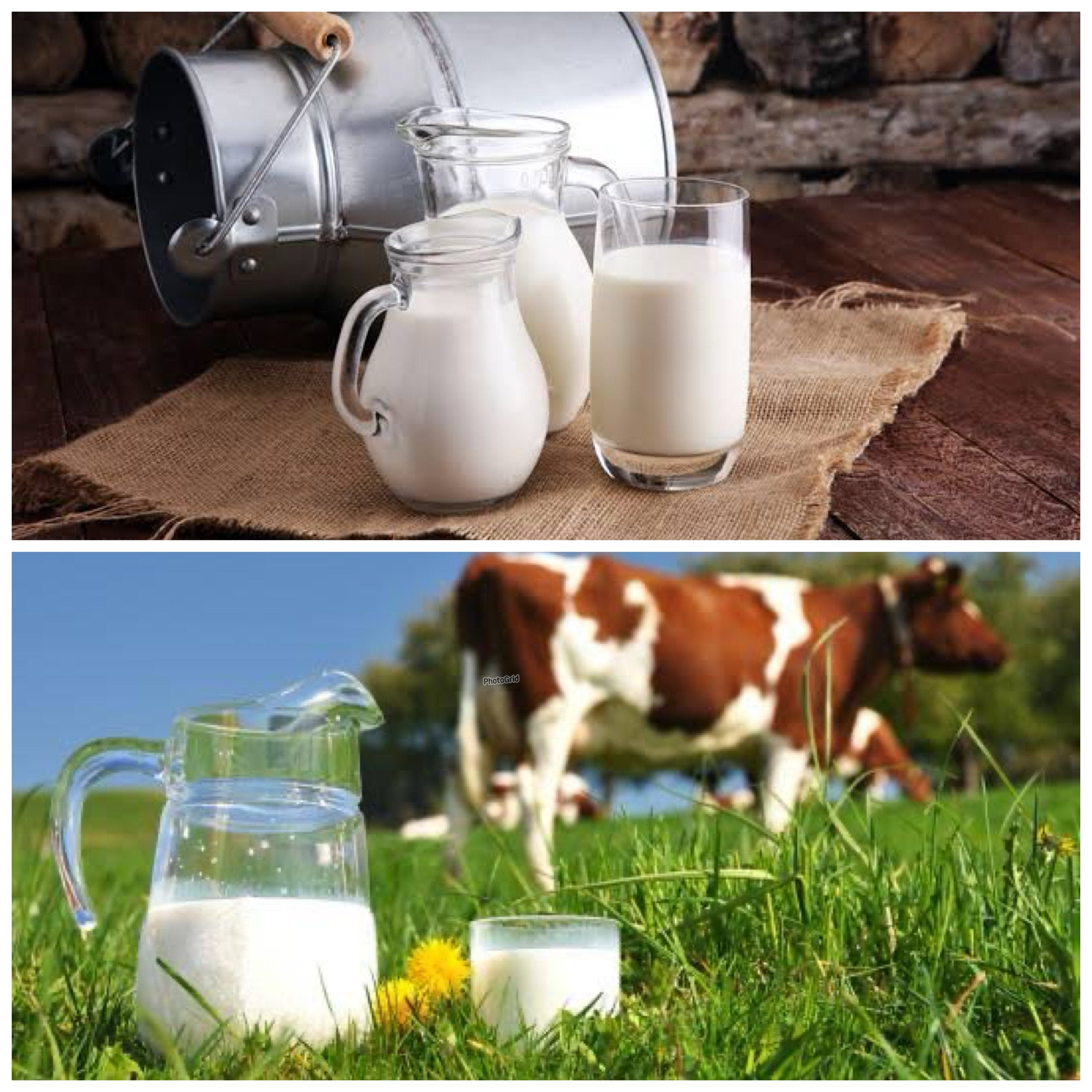Khasiat Minum Susu Sapi untuk Menjaga Kesehatan Tubuh Sehari-hari!