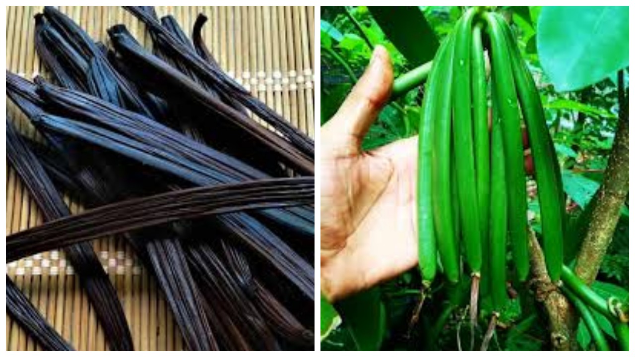 6 Manfaat Vanili untuk Kesehatan dan Cara Sehat Konsumsinya