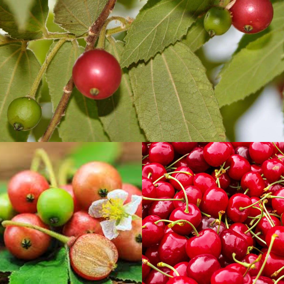  Inilah 11 Keuntungan Buah Kersen Untuk Kesehatan!