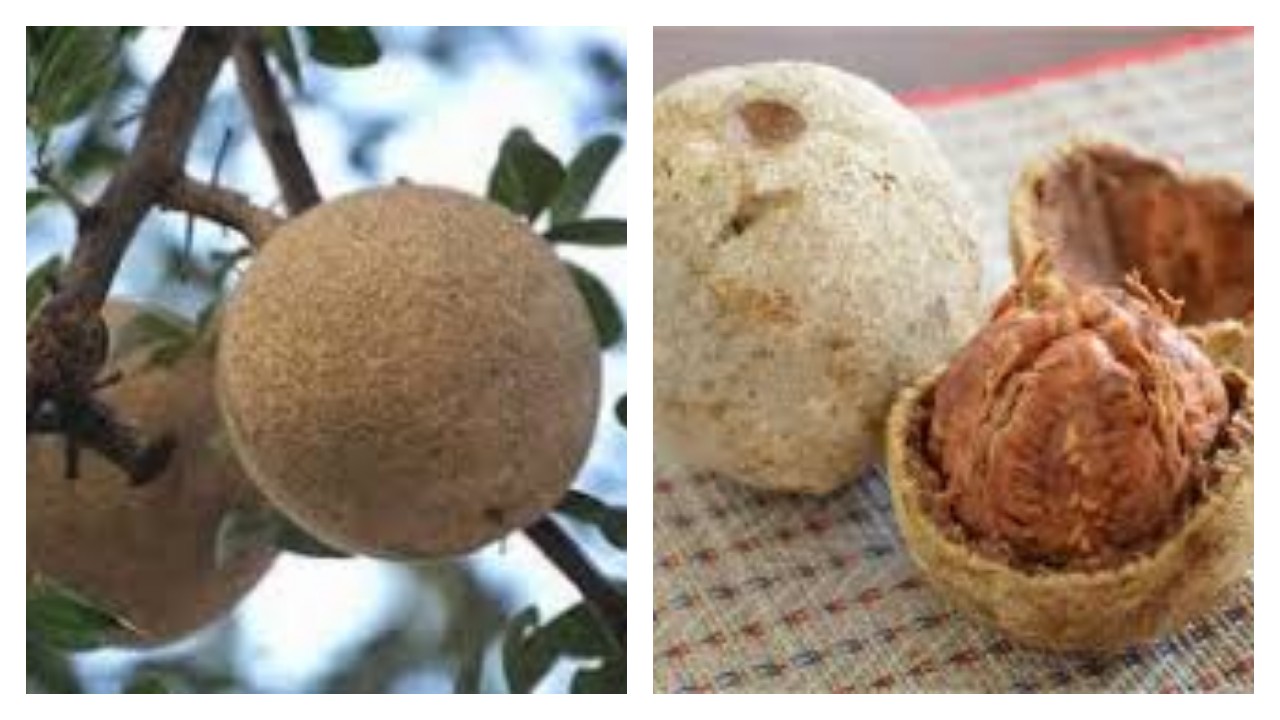 Inilah Keuntungan Buah Kawista bagi Kesehatan