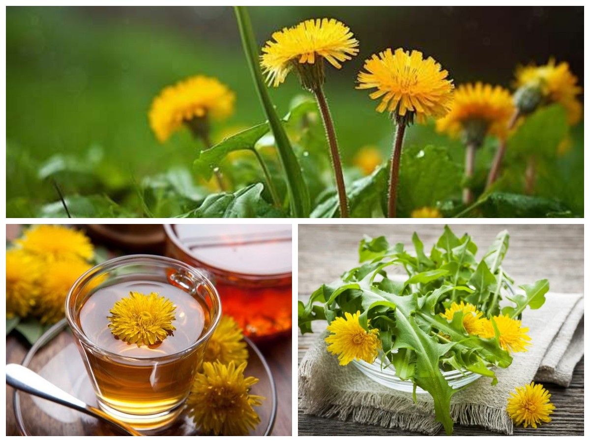 Manfaat Bunga Dandelion untuk Kesehatan Tubuh: Herbal Liar dengan Segudang Khasiat!