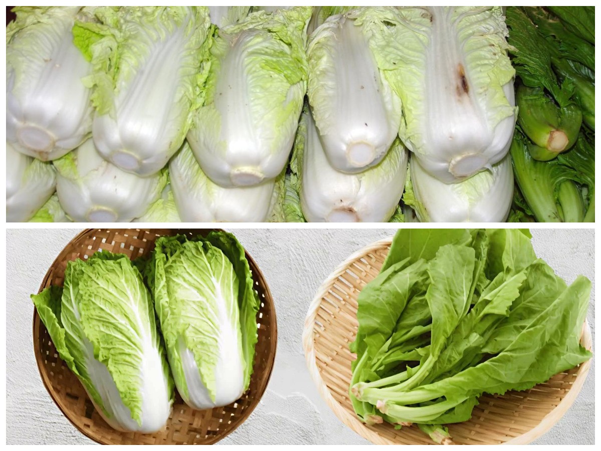 Rahasia Sawi Putih: 8 Khasiat Menakjubkan untuk Tubuh Sehat