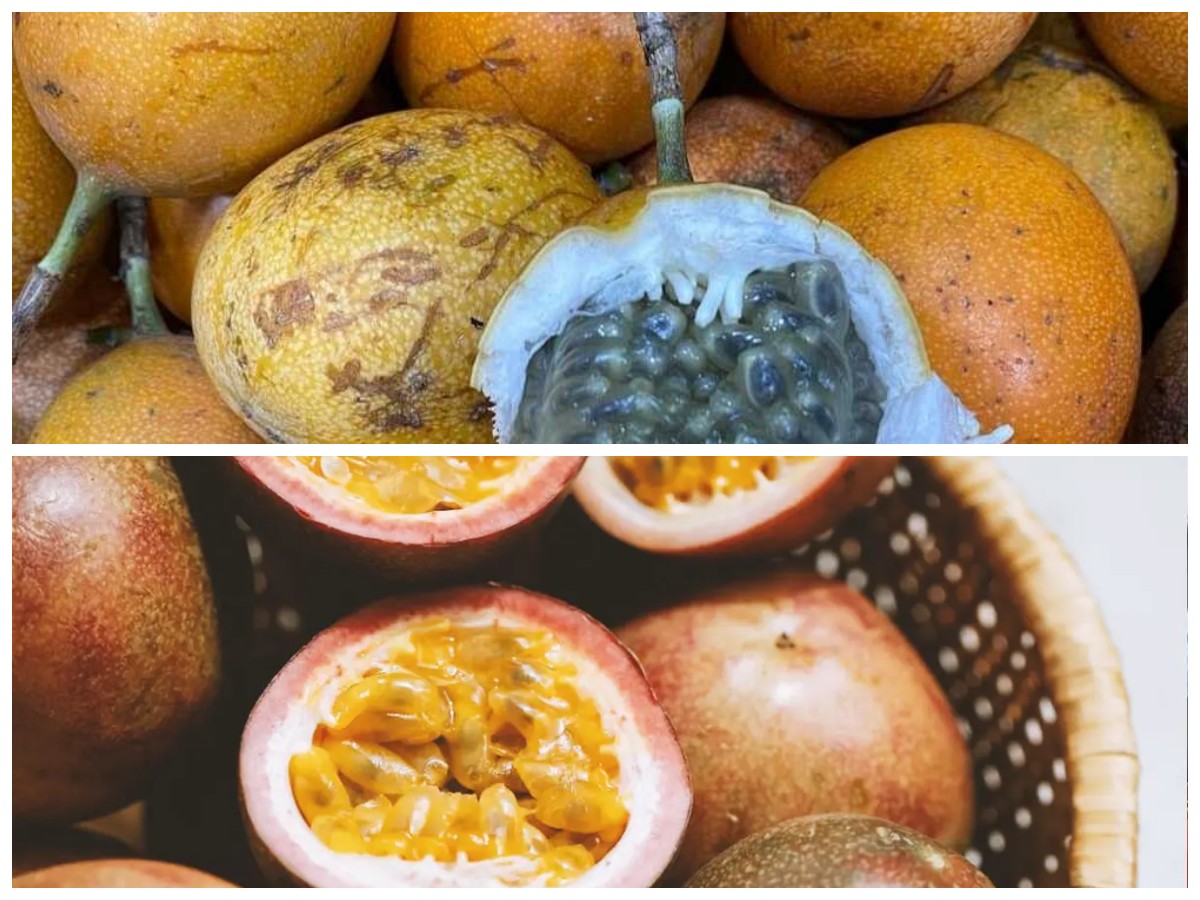 Rasakan Khasiat Markisa: Buah Tropis yang Kaya Nutrisi untuk Tubuh Sehat!