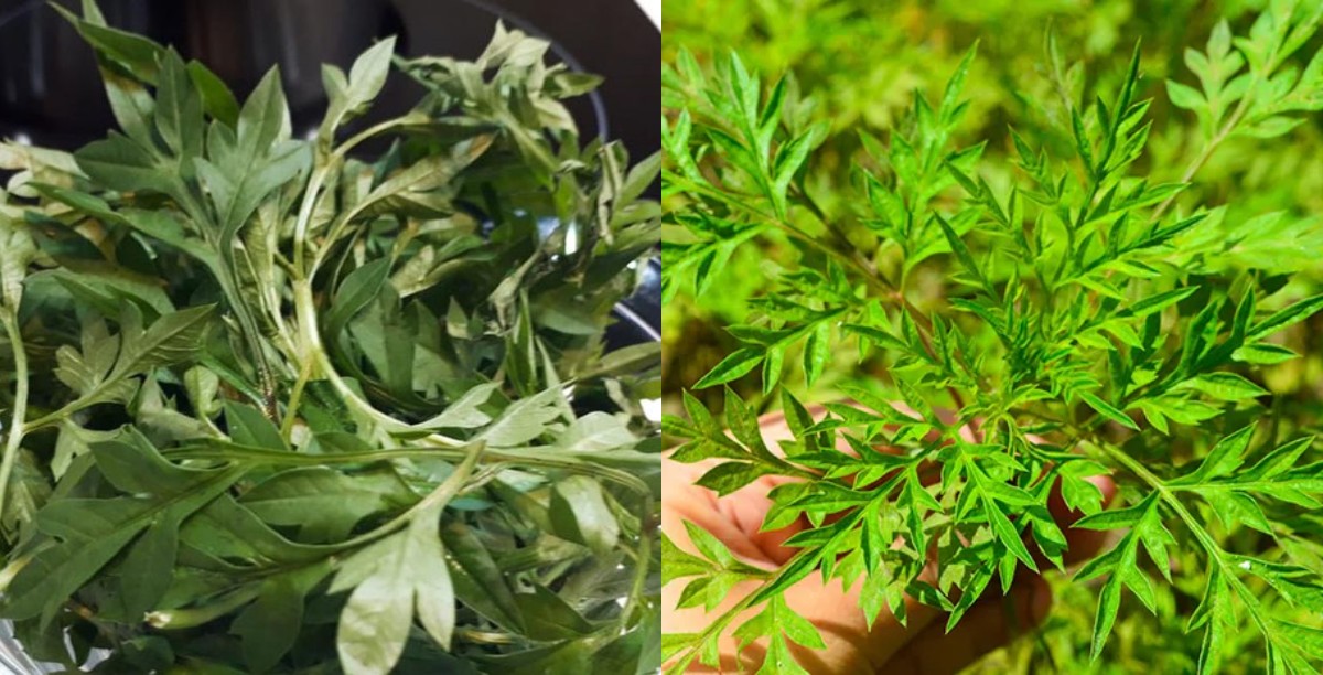 Daun Kenikir, Lalapan Lezat dengan Segudang Manfaat Kesehatan!