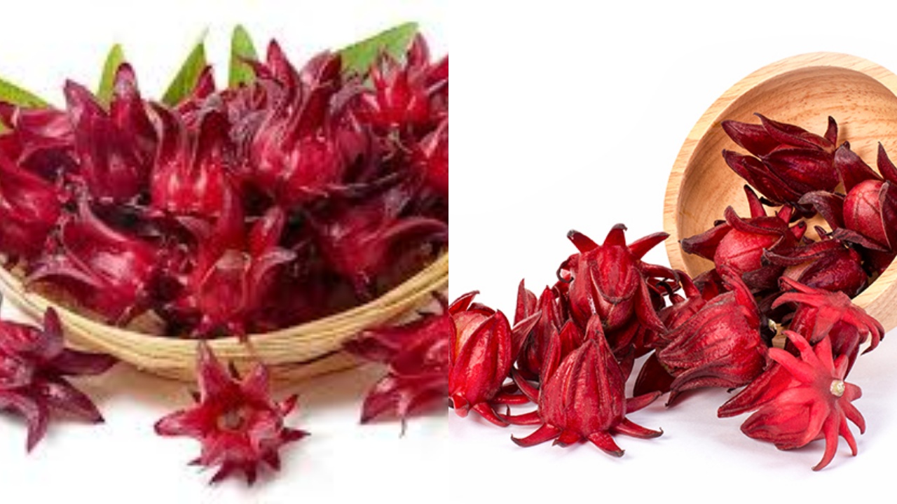 Yuk Intip! Inilah 8 Manfaat Rosela Yang Jarang Diketahui