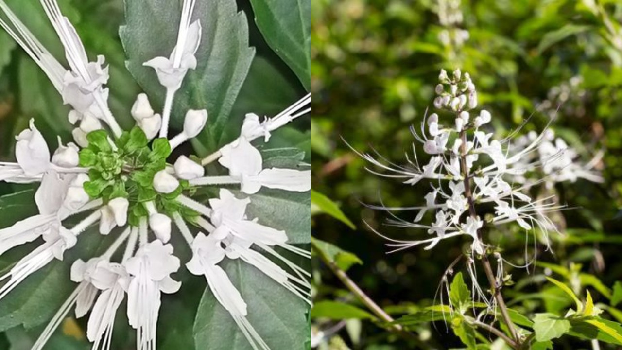 Wajib Diketahui! Inilah Manfaat Kumis Kucing dan Cara Mengumsumsinya