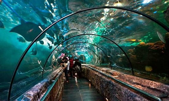 Ini 5 Lokasi Wisata Aquarium Terbesar Di Indonesia, Lebih Dari 600 Jenis Satwa Laut Ada Disini!