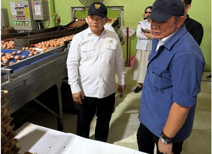 Pasokan Telur Sumsel Disiapkan untuk Dukung Program MBG