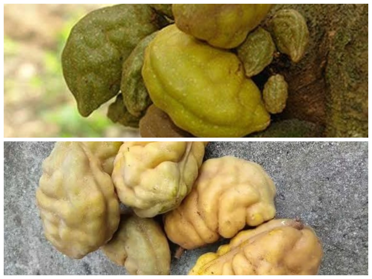 Jarang Diketahui! Ini Manfaat Buah Namnam untuk Tubuh dan Tips Konsumsinya agar Optimal