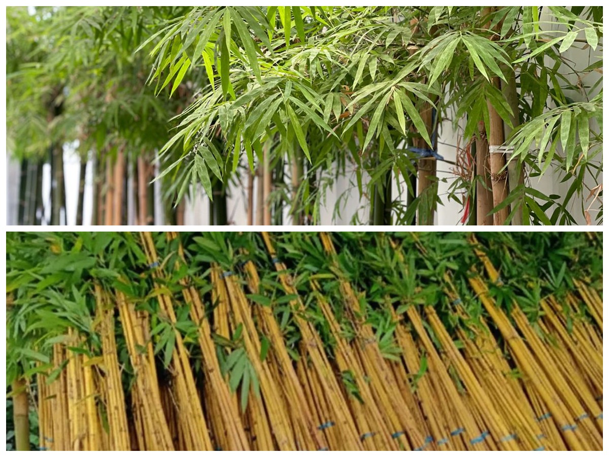 Sentuhan Alami di Rumah! Rekomendasi Bambu Hias Cantik untuk Taman dan Teras