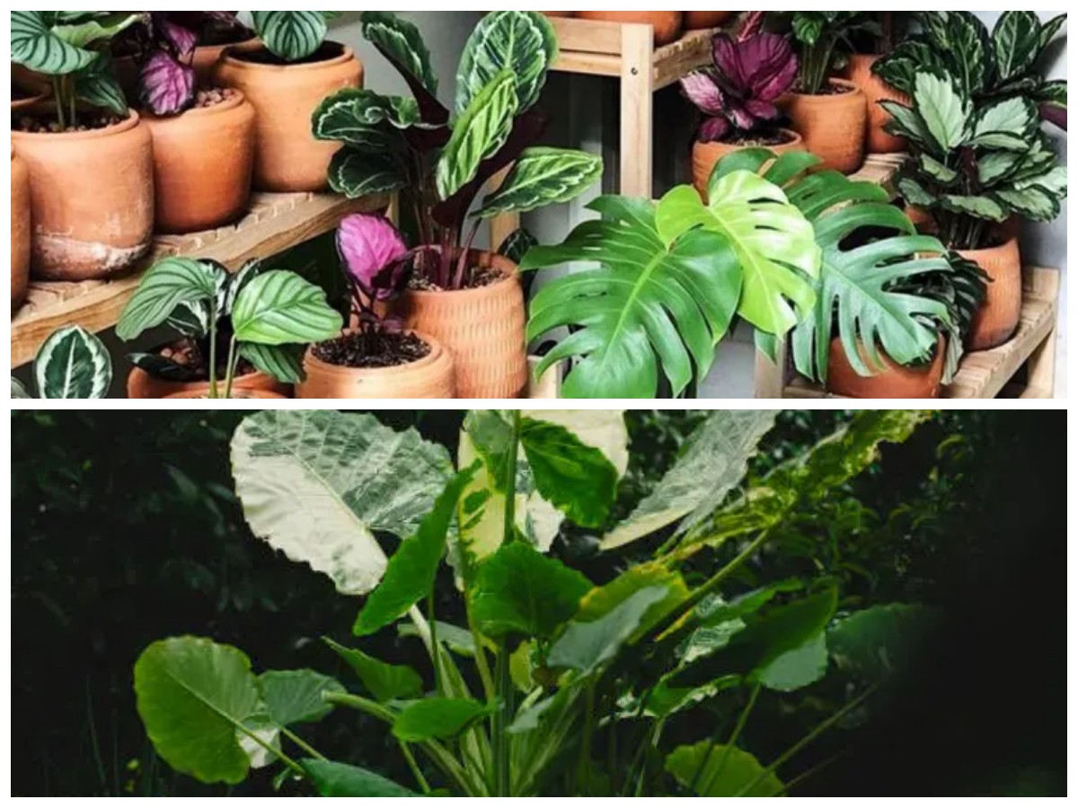 Tanaman Hias Langka 2025: Incaran Baru Pecinta dan Kolektor Tanaman