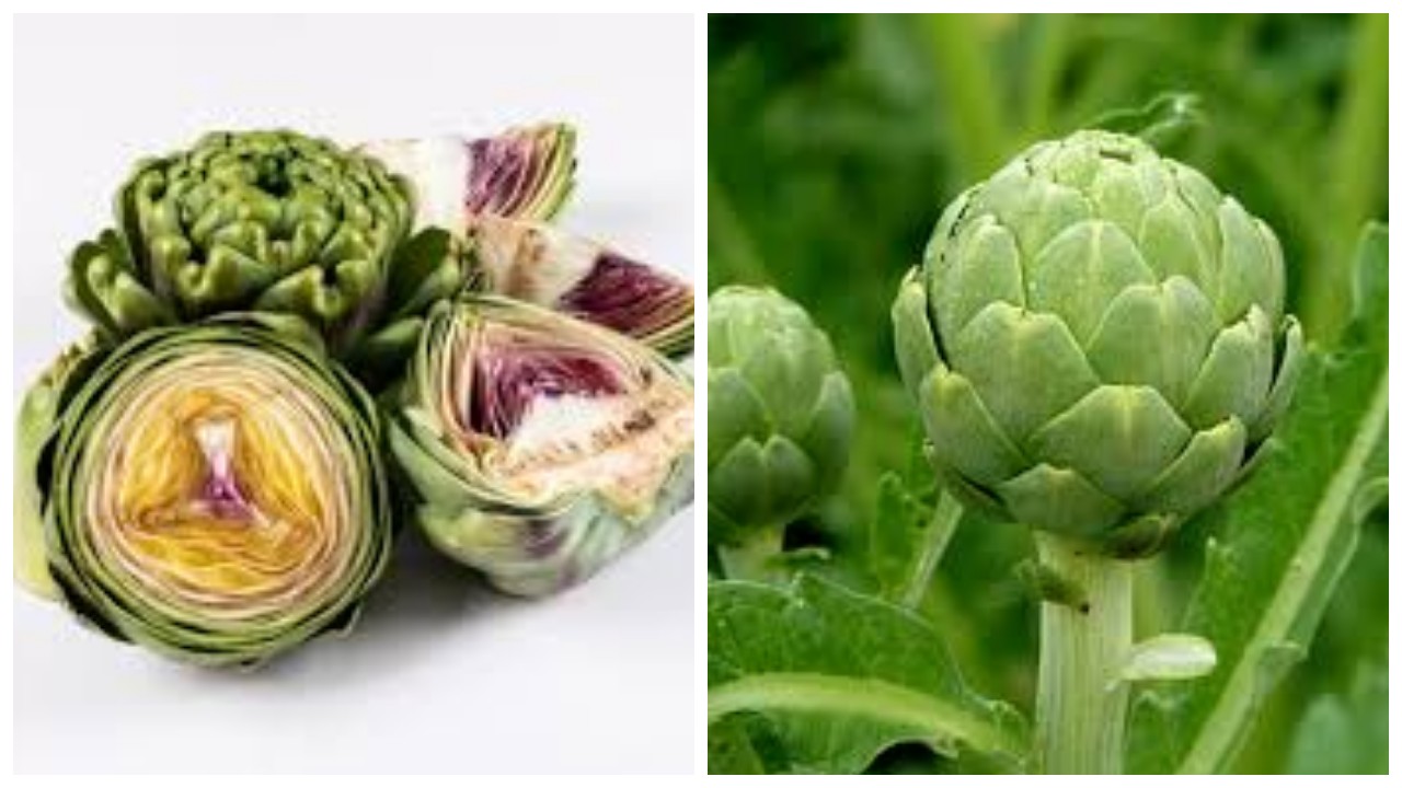 Kandungan Nutrisi dan Manfaat Artichoke bagi Kesehatan