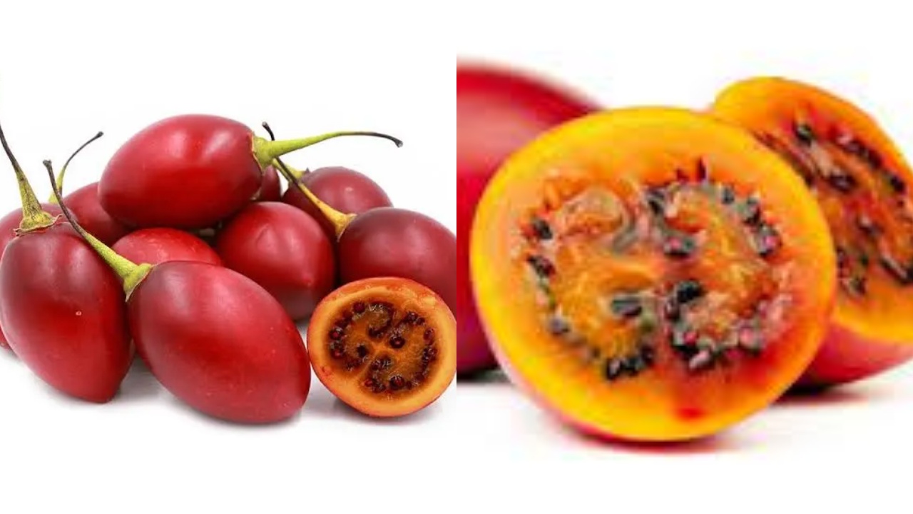 Terong Belanda: Yuk Ketahui Inilah Manfaatnya Untuk Kesehatan Tubuh