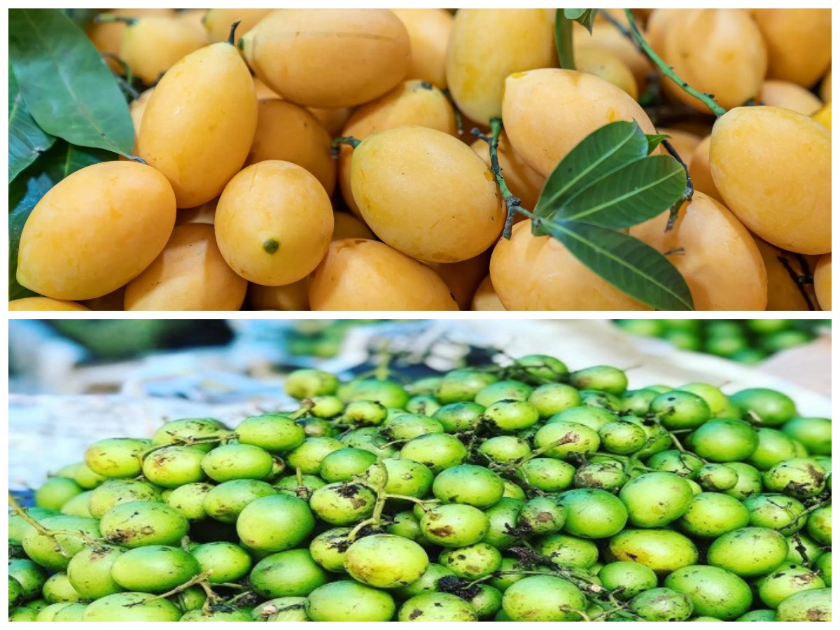 Tak Banyak yang Tahu, Ini Manfaat Buah Gandaria untuk Tubuh dan Daya Tahan!