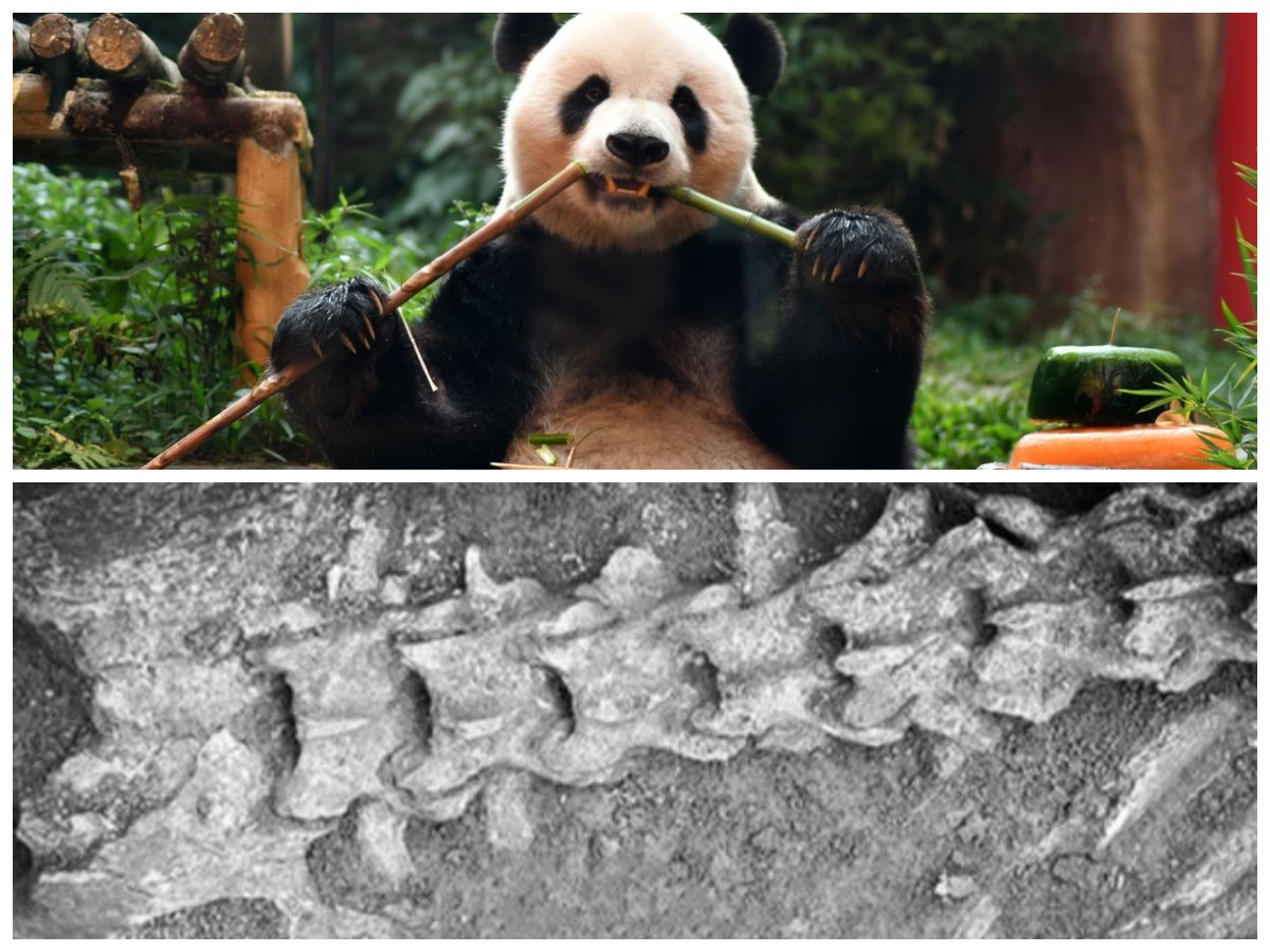 Misteri Terungkap! Kerangka Panda Raksasa Berusia 2000 Tahun Ditemukan di Makam Kaisar Dinasti Han