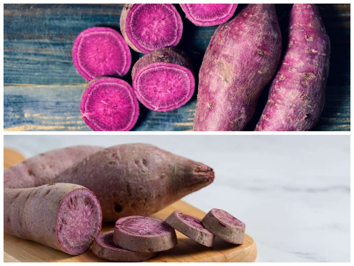 Manfaat Tersembunyi Ubi Ungu untuk Diet dan Kesehatan Tubuh