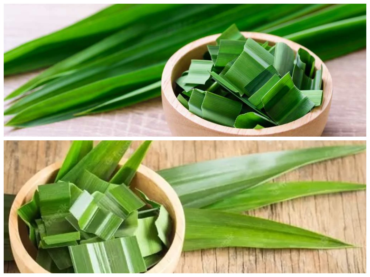 7 Khasiat Daun Pandan yang Sayang untuk Dilewatkan