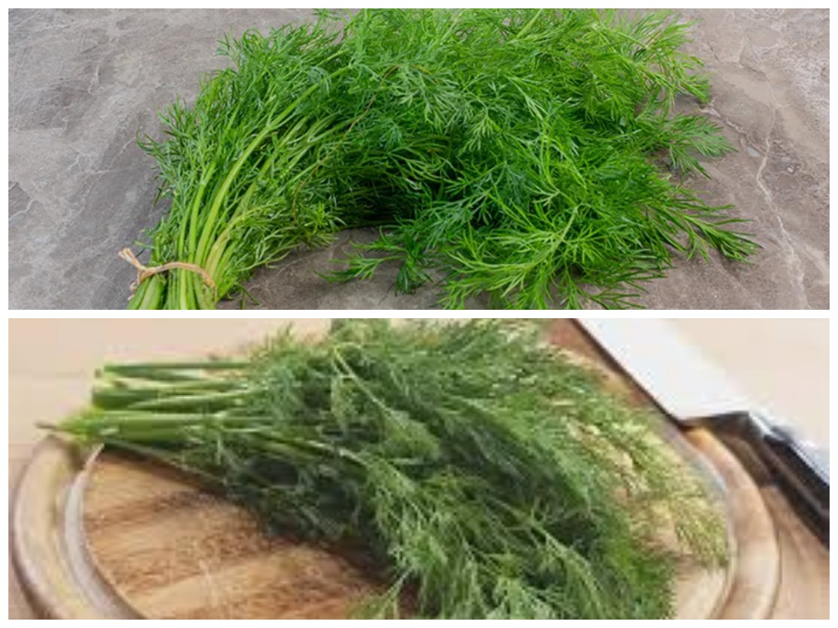 Khasiat Daun Dill untuk Kesehatan: Tanaman Aromatik yang Kaya Manfaat