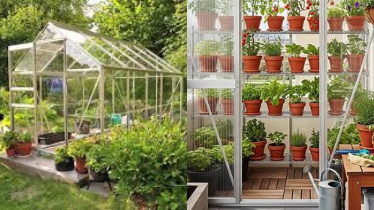 Ide Kebun Rumah Kaca Sederhana di Lahan Sempit, Tetap Produktif Meski Ruang Terbatas!