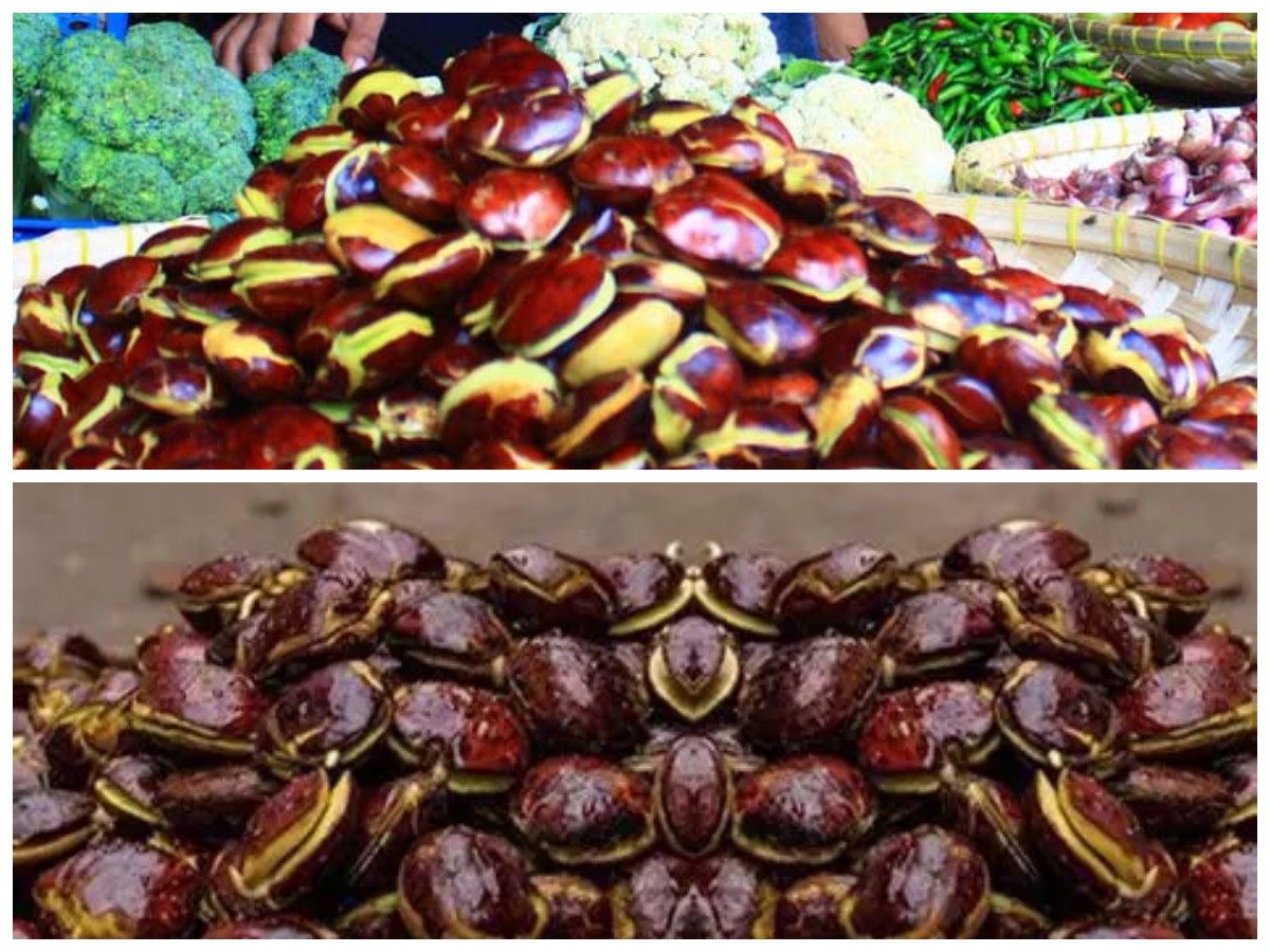 Jangan Diremehkan, Ini Manfaat Jengkol untuk Kesehatan – Bisa Bantu Kontrol Gula Darah!