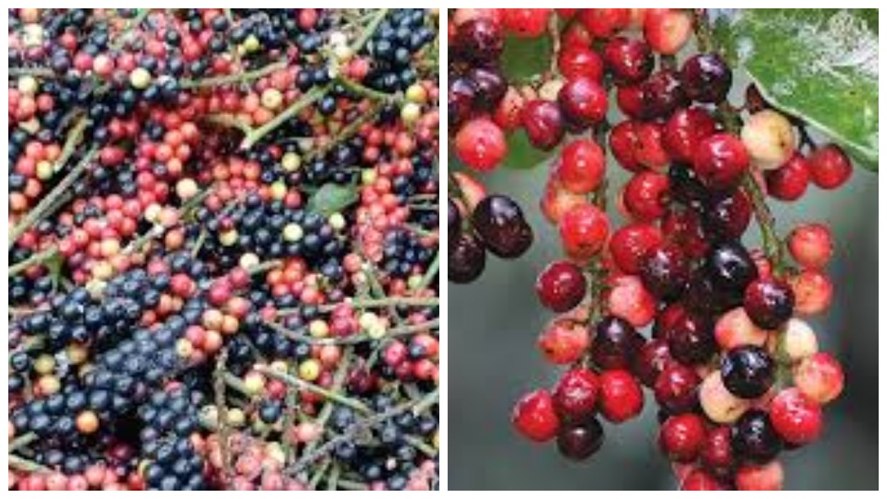 8 Manfaat Buah Buni, Buah Kecil yang Kaya Gizi