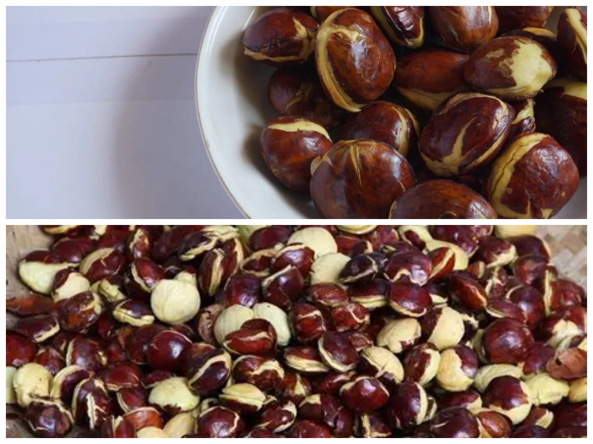 Nggak Nyangka! Jengkol Punya Segudang Manfaat, Termasuk Menurunkan Gula Darah