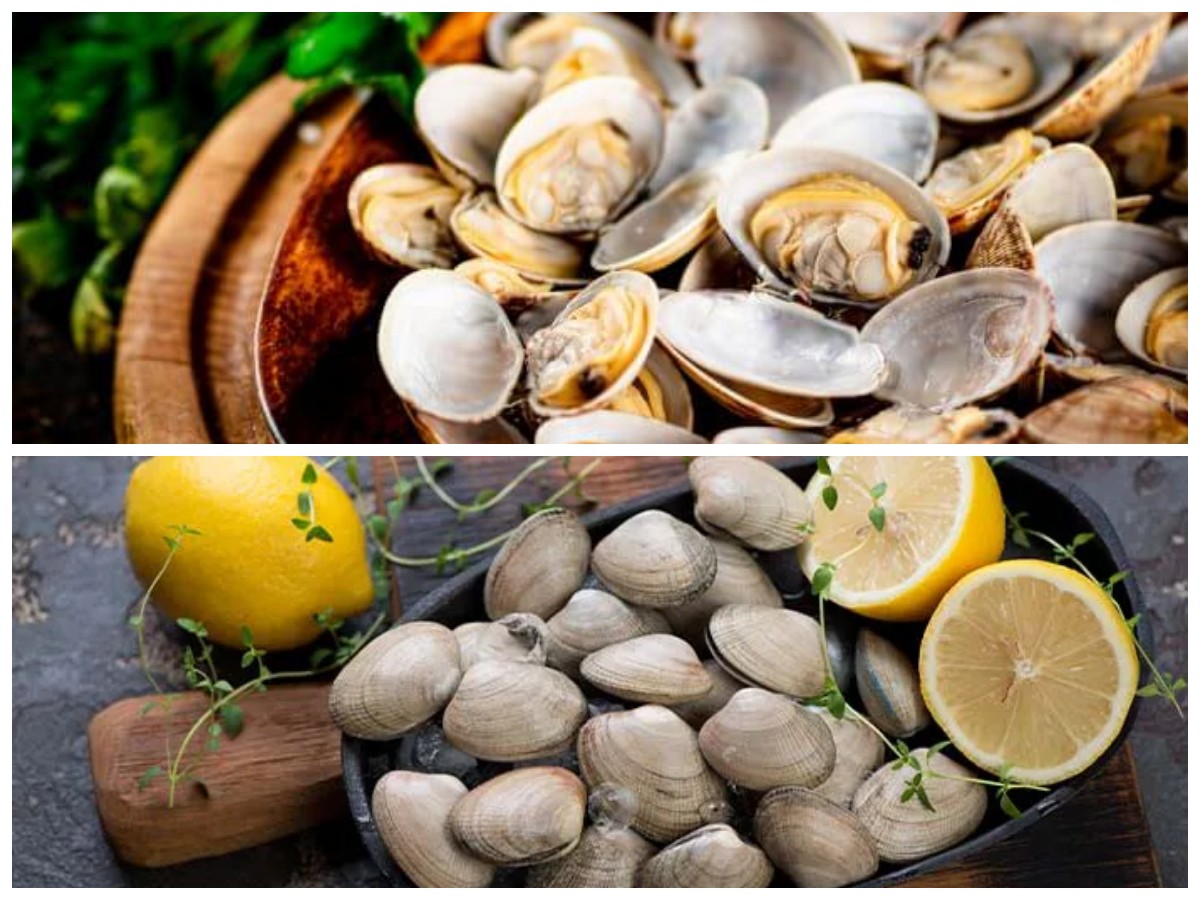 Manfaat Luar Biasa Kerang Tahu bagi Kesehatan: Protein Tinggi dan Perlindungan Alami untuk Tubuh