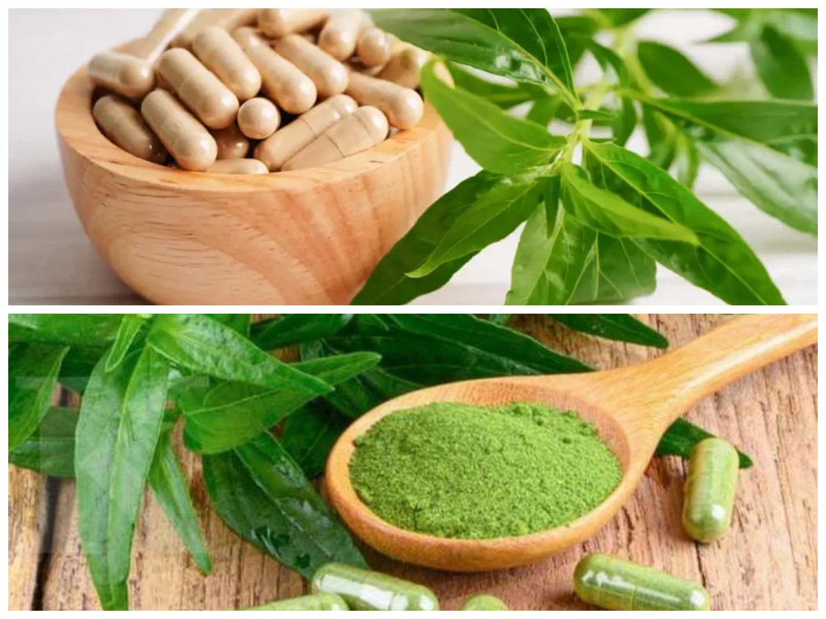 Manfaat Luar Biasa Daun Sambiloto: Rahasia Herbal untuk Kesehatan Anda