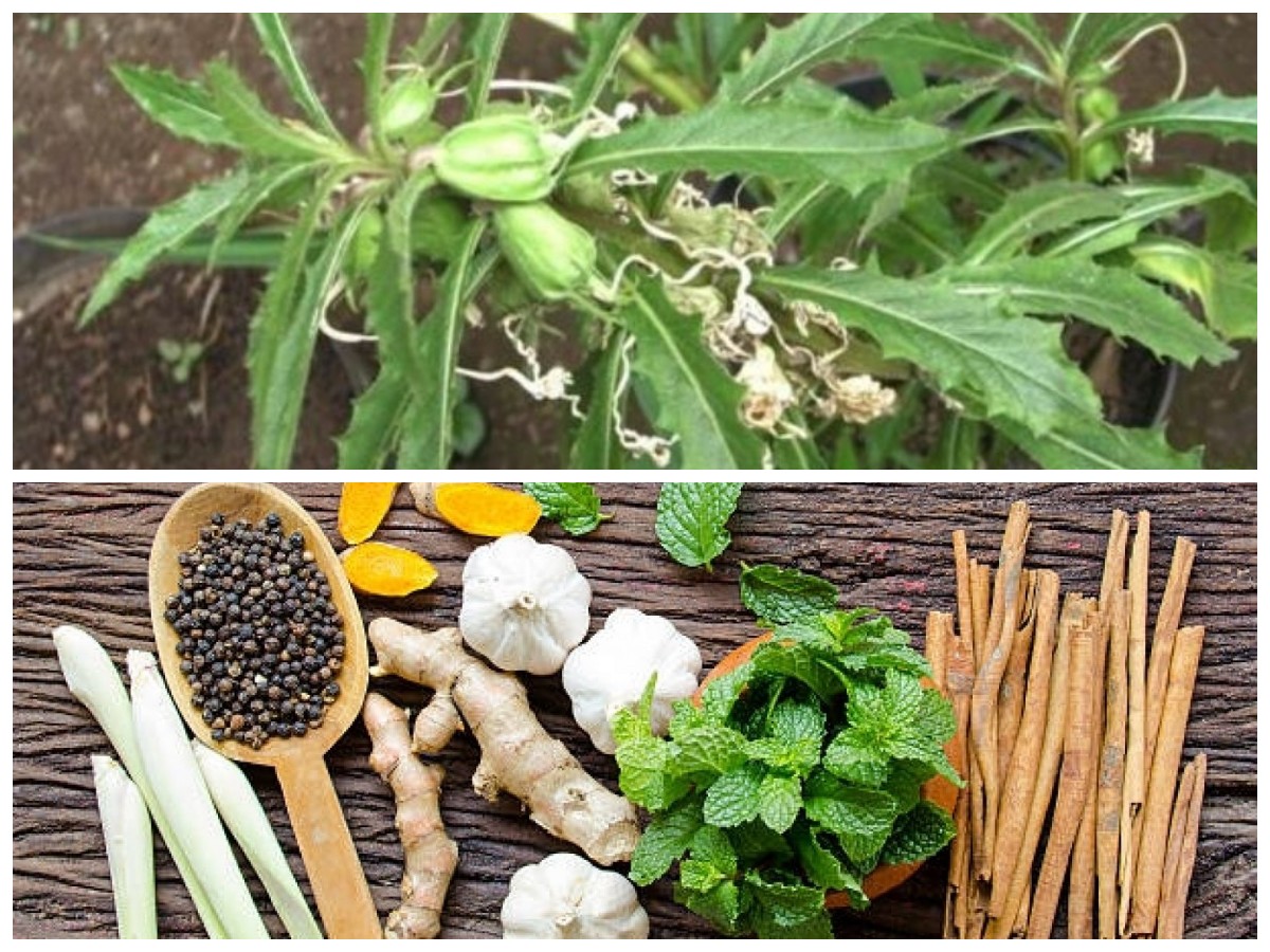 Beragam Jenis TOGA yang Mudah Ditemukan dan Manfaatnya untuk Tubuh Sehat Alami