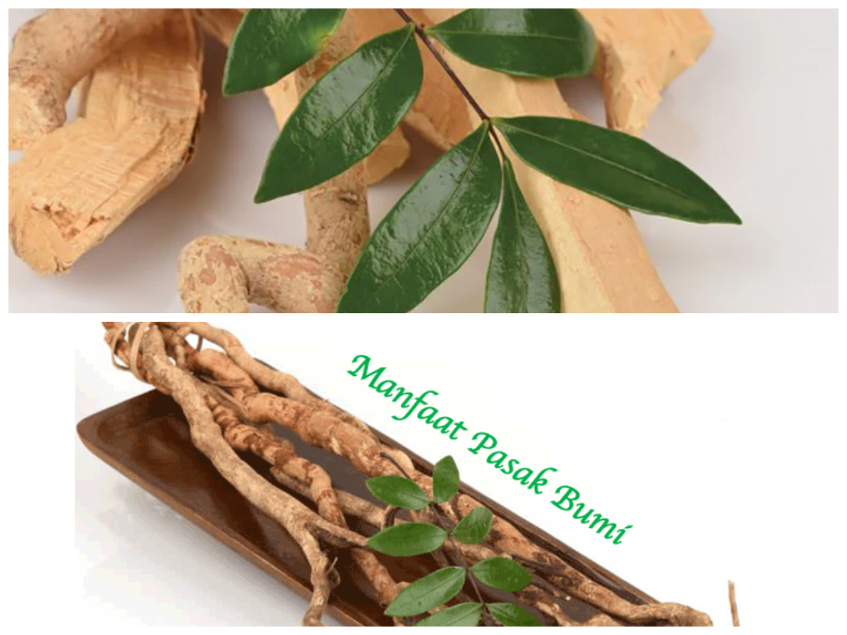 Tak Banyak yang Tahu! Manfaat Buah Pasak Bumi untuk Vitalitas dan Kebugaran