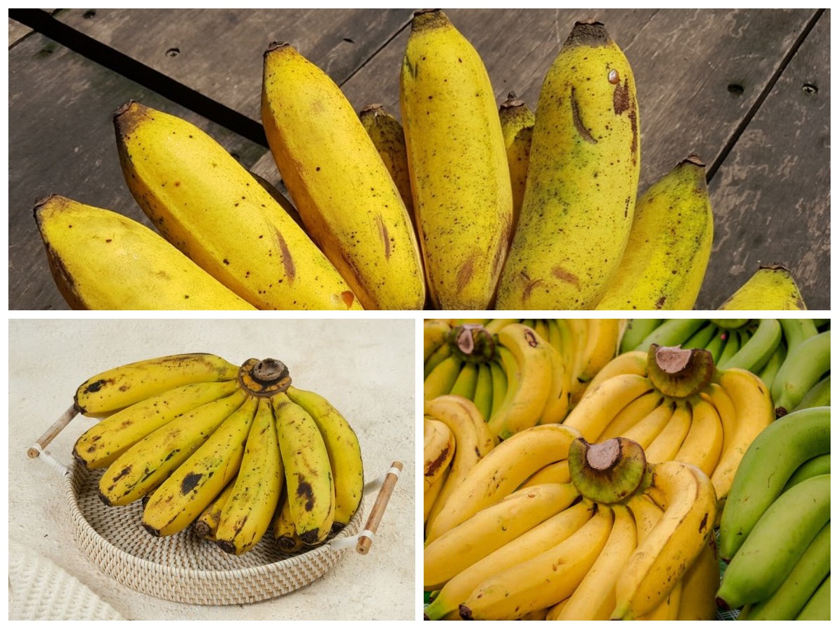 Manfaat Pisang Ambon untuk Tubuh yang Sehat: Dari Energi Alami hingga Kekebalan Tubuh!