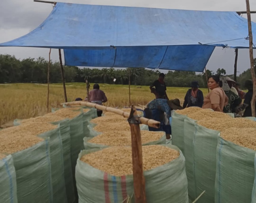 Panen Melimpah, Musim Penghujan Pengaruhi Kualitas Gabah di Pagar Alam