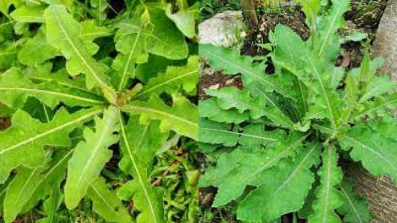 Jarang Diketahui Inilah Manfaat Daun Tempuyung Untuk Kesehatan Tubuh!