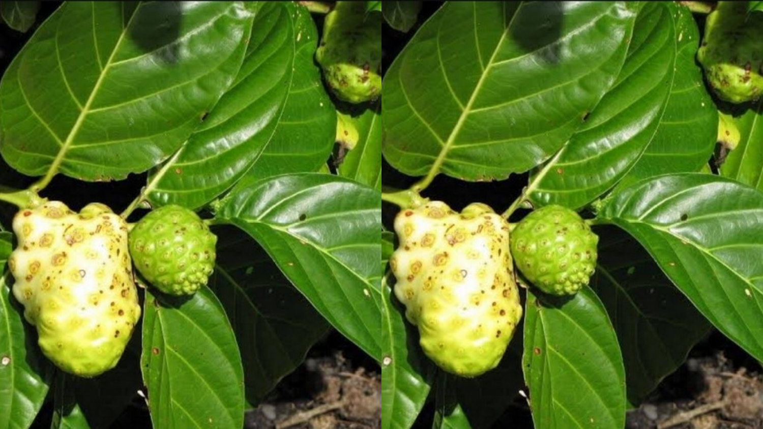 Meredakan Nyeri Sendi dan Rematik Teryata Ini Guys Manfaat Dari Daun Mengkudu Untuk Kesehatan! 