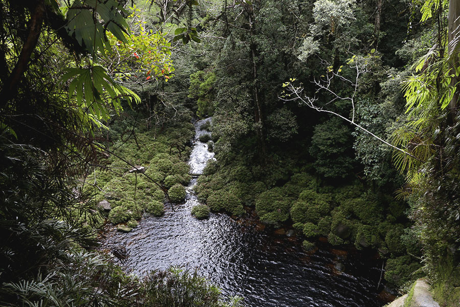 Menyusuri Keindahan Hutan Ekosistem Batang Toru di Tapanuli