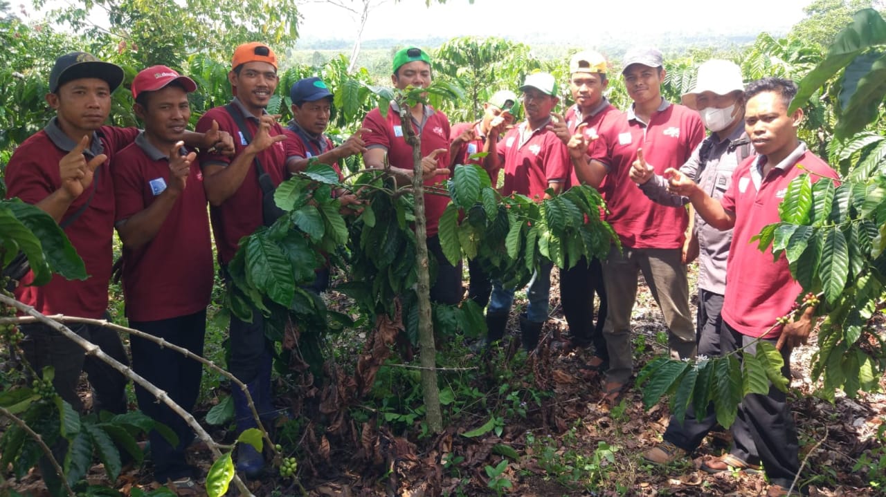 4 Tahun Berjalan, Tembus 4 Juta Sambung Pucuk Batang Kopi