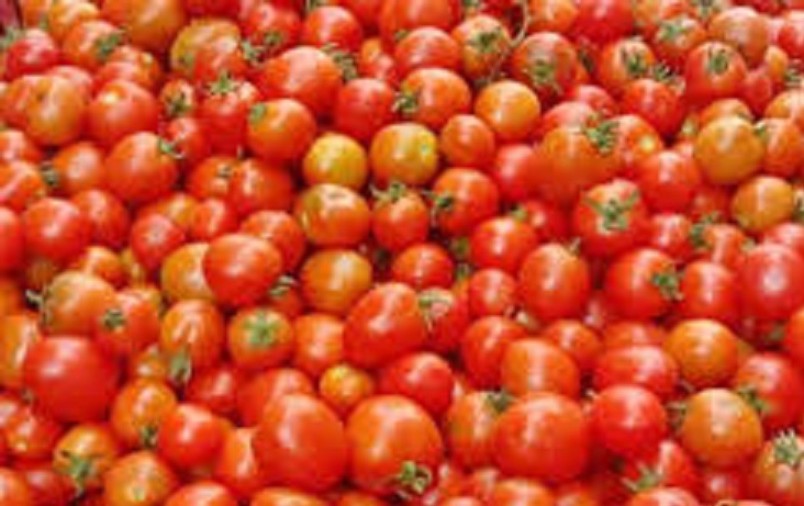 Harga Tomat Cendrung Turun