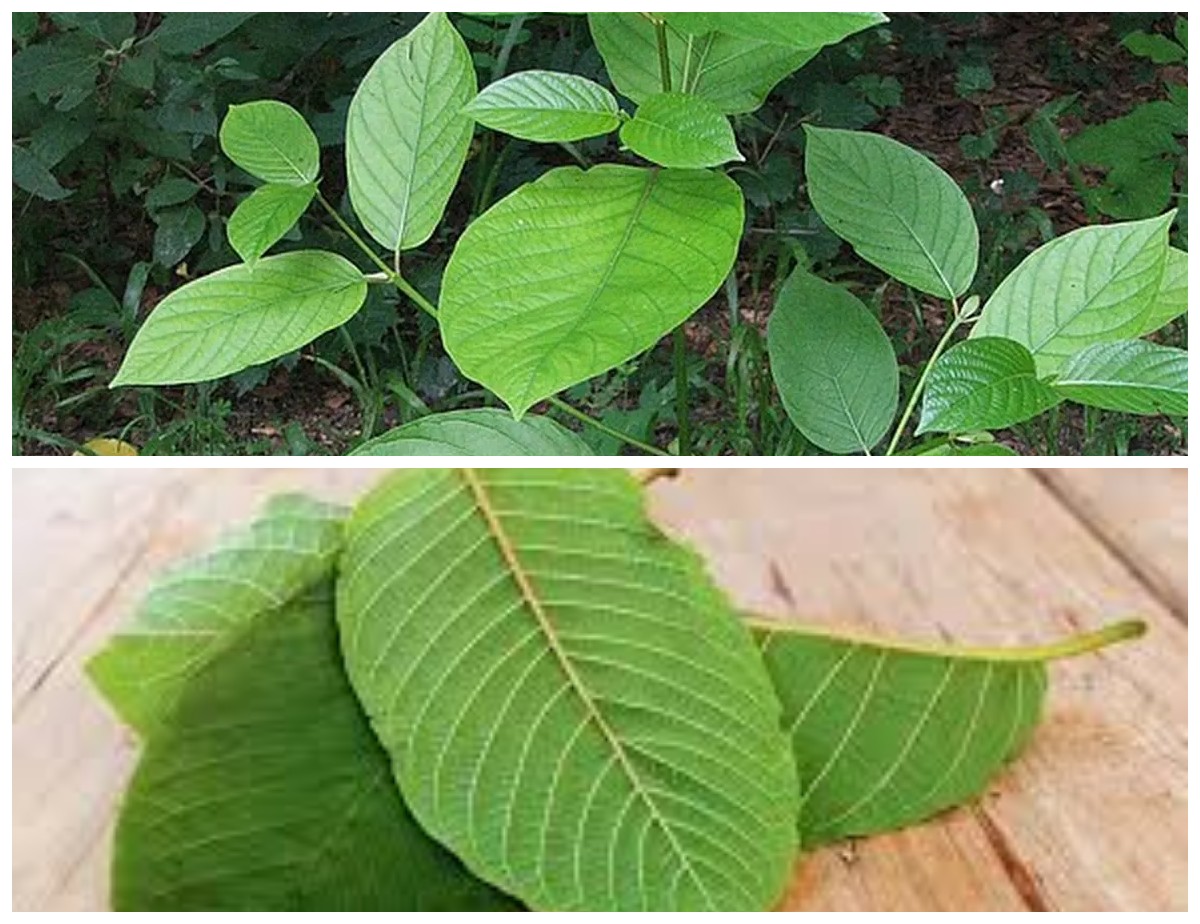 Mengenal 7 Fakta Menarik tentang Daun Kratom: Tanaman Herbal dengan Manfaat Hebat