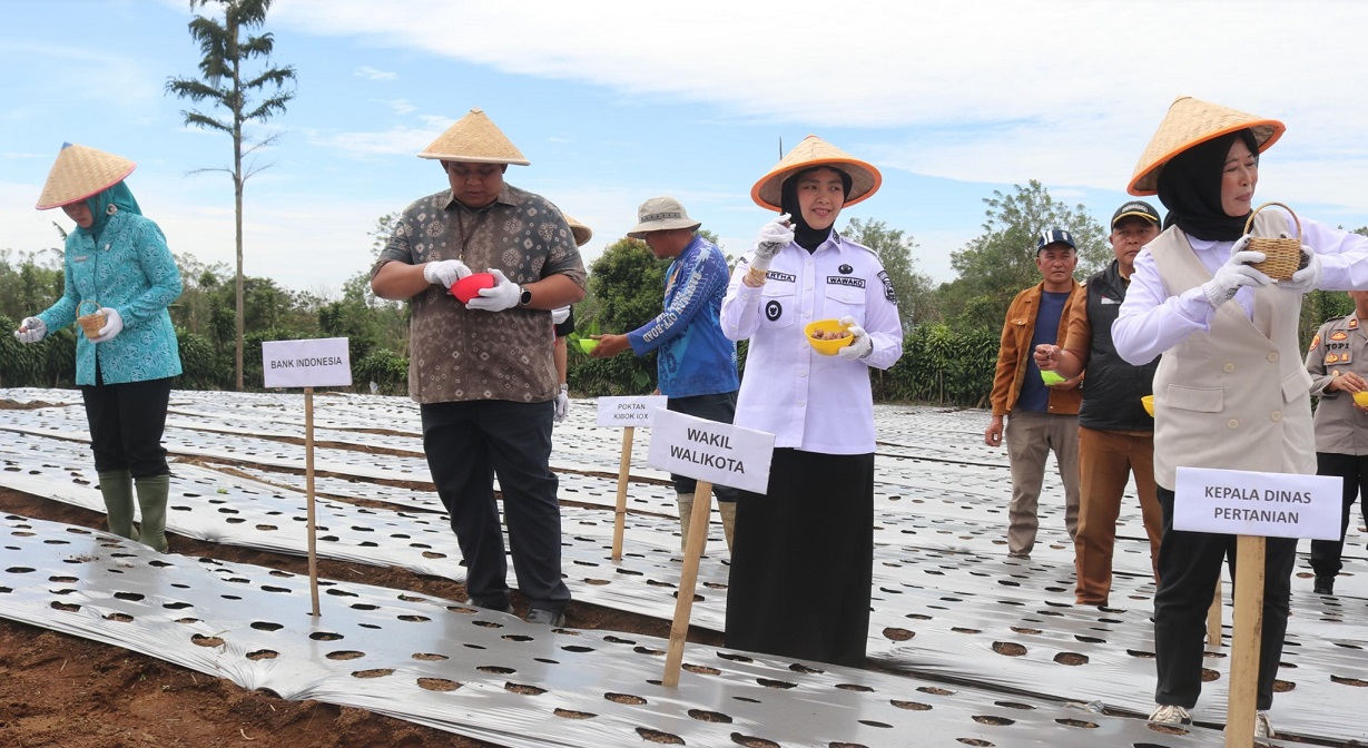 Salurkan Bantuan 2 Ton Bibit Bawang Merah dan Cultivator, Hj Bertha: Tingkat Produksi Pertanian di Pagar Alam