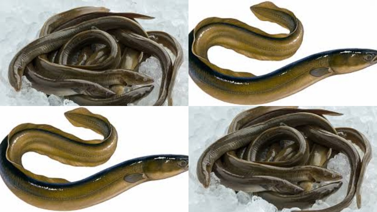 Ikan Sidat, Ini Kandungan Gizi dan Manfaatnya Untuk Kesehatan Yang Luar Biasa!