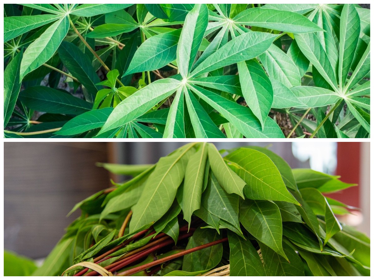 Rahasia Daun Singkong untuk Ibu Hamil: Nutrisi dan Cara Menyajikannya