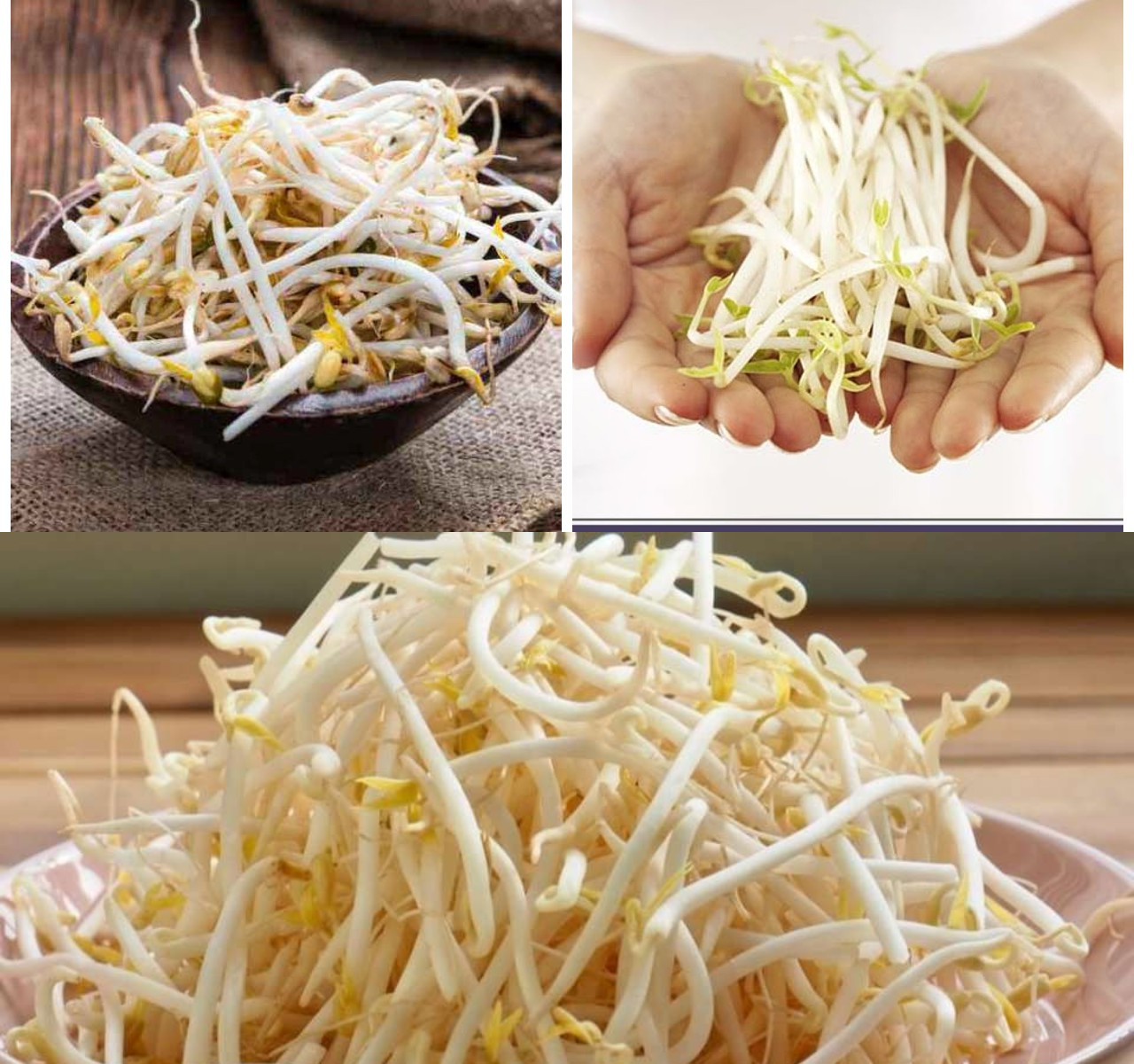 6 Khasiat Toge untuk Kesehatan dan Cara Pengolahannya yang Tepat!