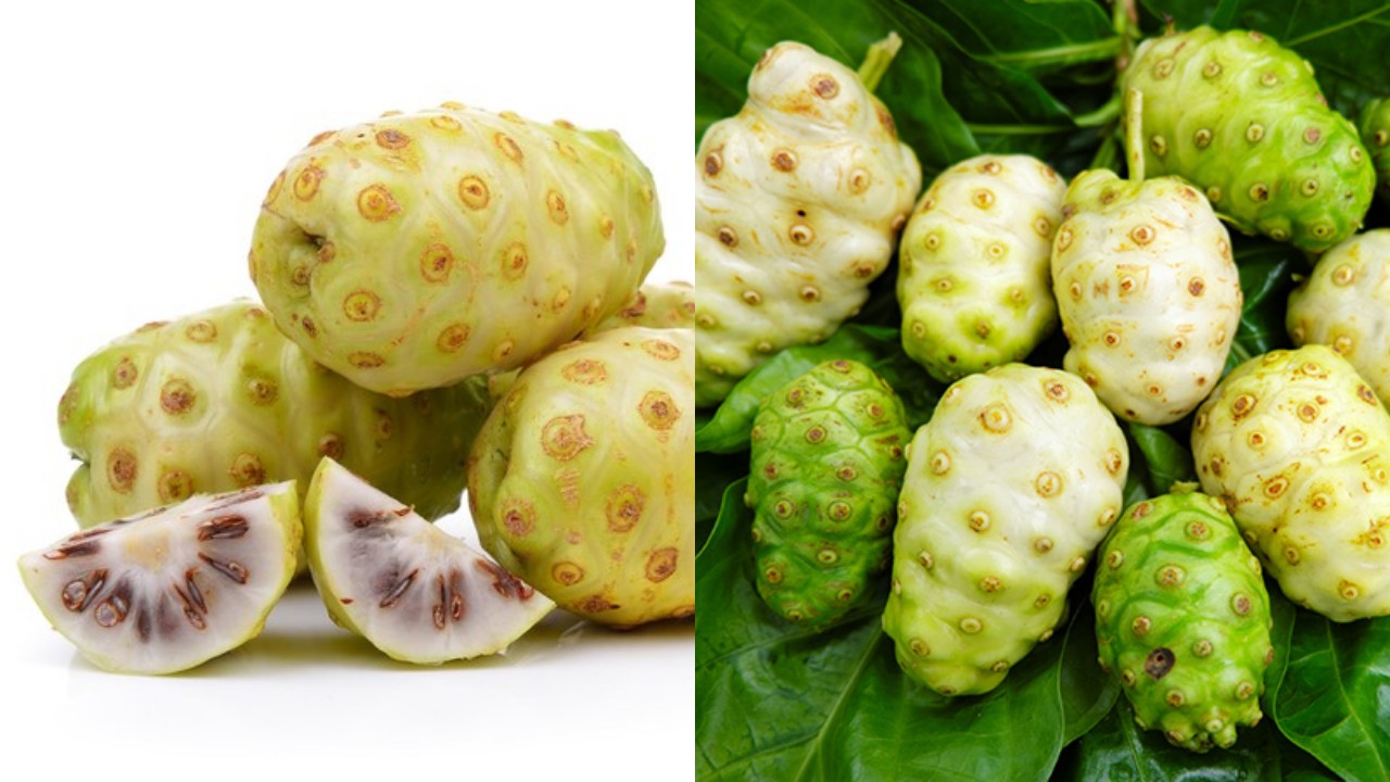 Rahasia Buah Mengkudu: Manfaat Luar Biasa untuk Tubuh Sehat dan Kuat!