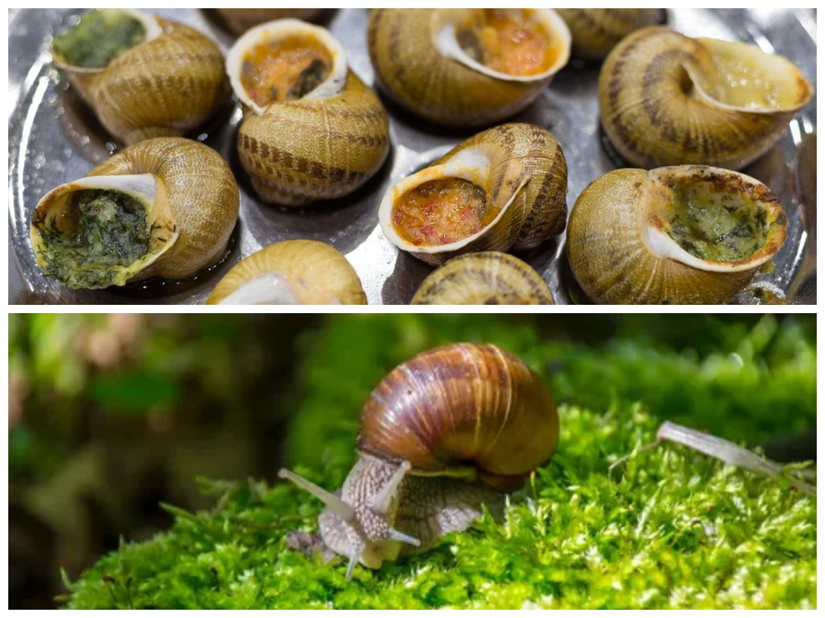 Kenali 8 Keajaiban Bekicot untuk Tubuh Sehat dan Fit