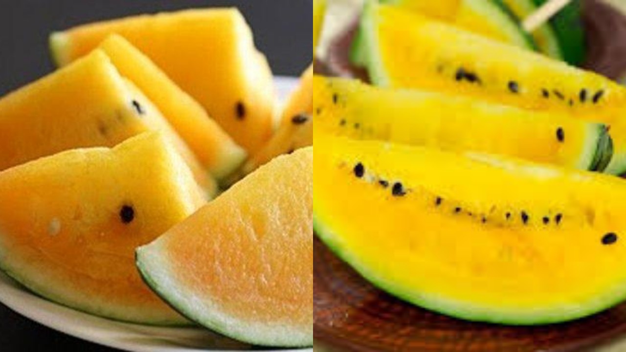 Semangka Kuning: Buah Segar dengan Segudang Manfaat yang Jarang Diketahui!