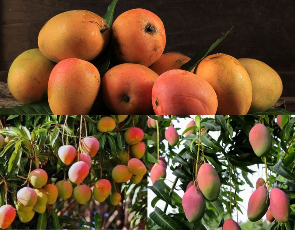 Mangga Gedong: Memiliki Cita Rasa Manis Di Balik itu semua, Menyimpan Segudang Manfaat dan Khasiat!