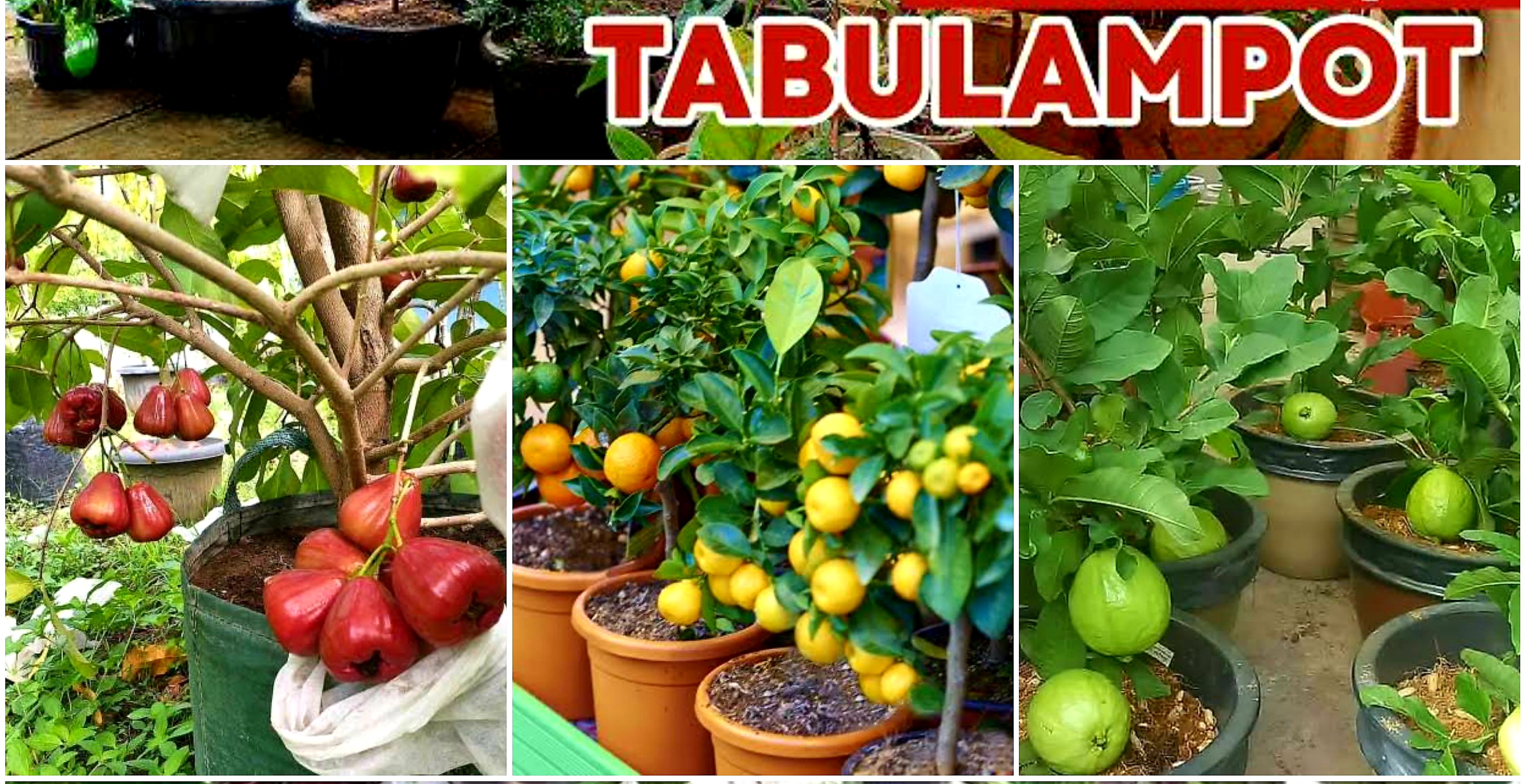 7 Inspirasi Tabulampot Untuk Kamu yang Minim Lahan.