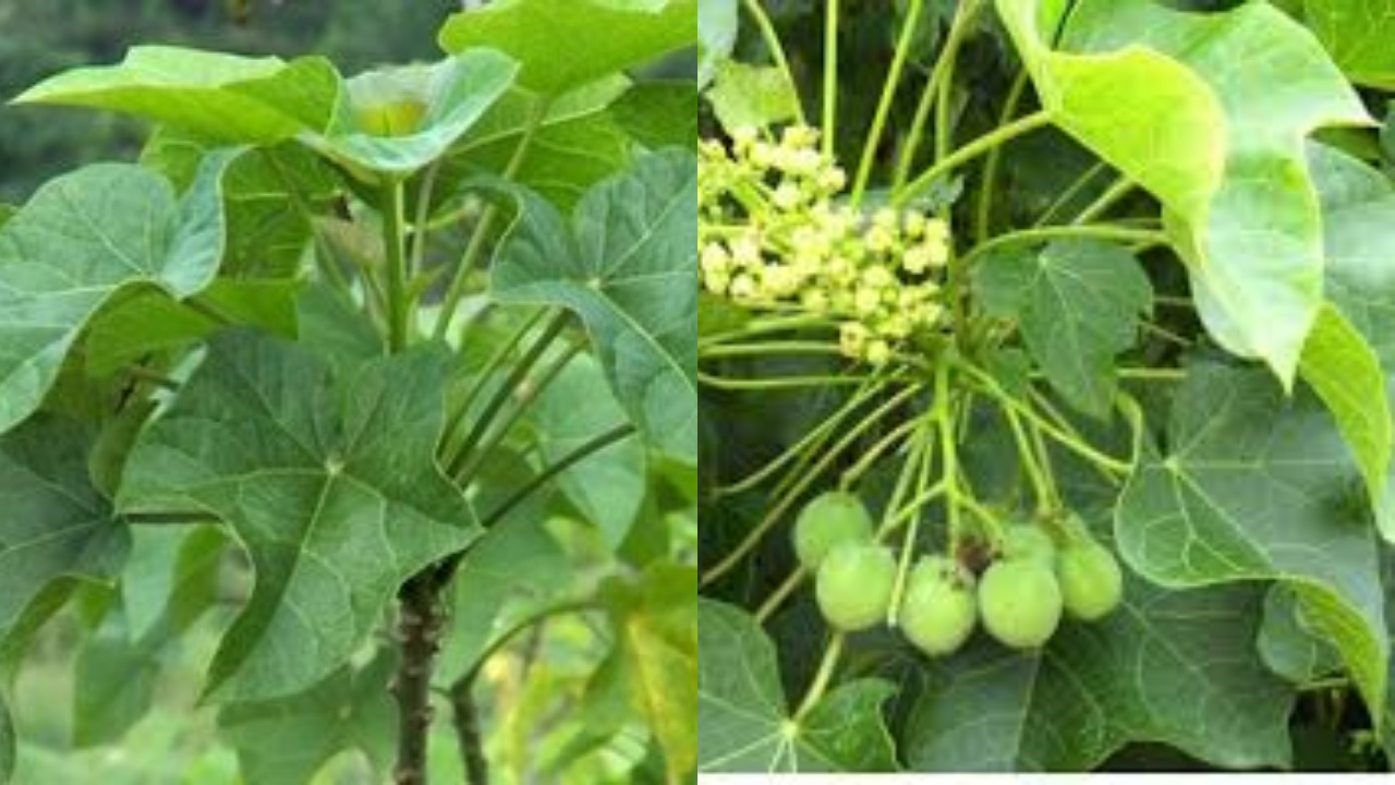  Inilah 6 Manfaat Daun Jarak Untuk Kesehatan Yang Jarang Diketahui