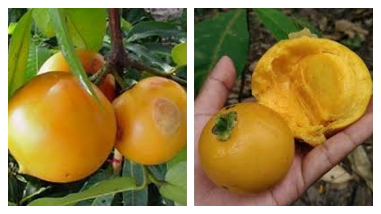 Buah Mundu: Segudang Manfaat dan Kegunaan dari Buah Tropis yang Terlupakan